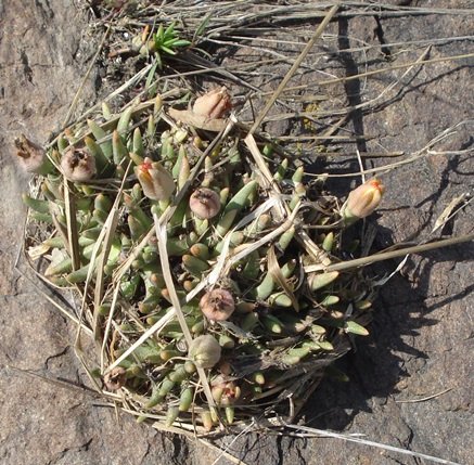 Hereroa glenensis consorting with grass